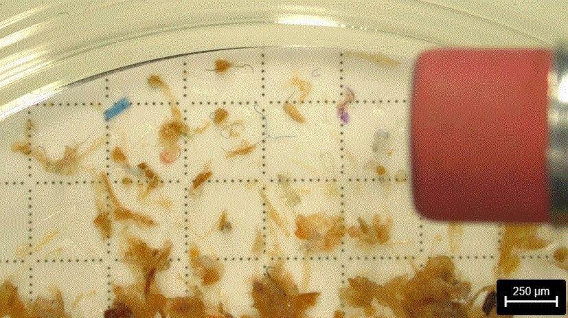 Actual microplastic fragments photographed under a microscope by the USGS